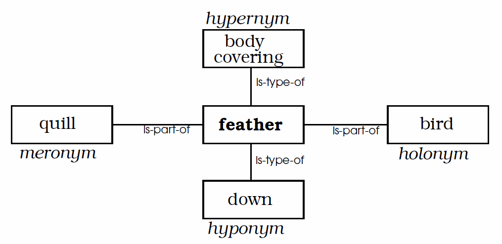 Semantic relationships of ‘feather’